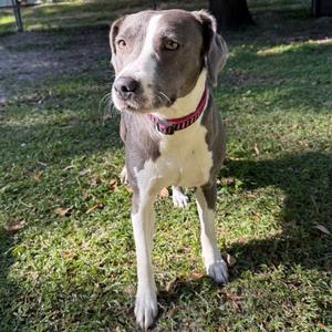 Cheeto, Bulldog, young, available for adoption