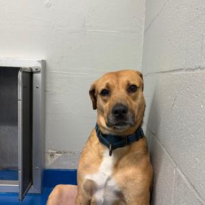 Kirk, Mixed Breed (Large), senior, available for adoption