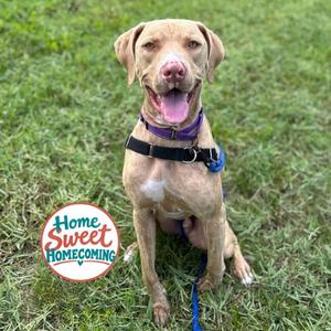 A happy brown dog with a purple collar sitting on grass, with a logo that says "Home Sweet Homecoming" in the bottom left corner.