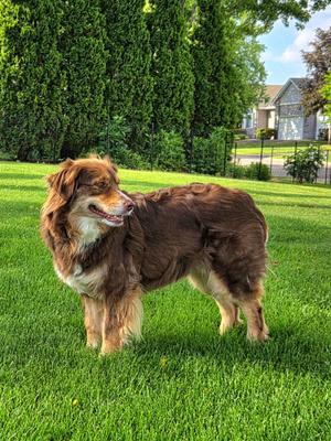 Jersey, Australian Shepherd, adult, available for adoption