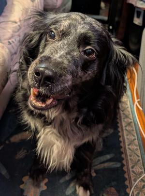 Lisa, Australian Shepherd / Golden Retriever, adult, available for adoption