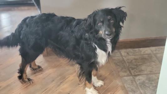 A black and tan dog with white markings stands on a tiled floor.