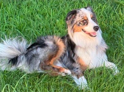 Jasper, Australian Shepherd, adult, available for adoption