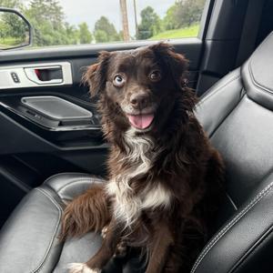 Coco, Australian Shepherd, adult, available for adoption