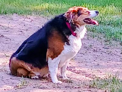 Stella, Australian Shepherd, senior, available for adoption