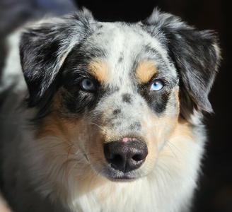 Bo, Australian Shepherd / Australian Cattle Dog / Blue Heeler, adult, available for adoption