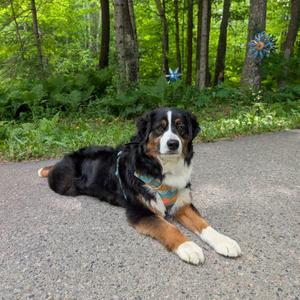Billy, Australian Shepherd, adult, available for adoption