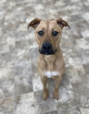 A brown dog with a black nose and white chest patch is sitting on a tiled floor, looking directly at the camera.