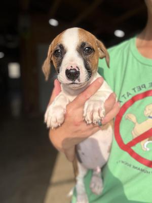 Anabelles pups, Dachshund / Cattle Dog, puppy, available for adoption