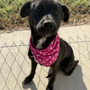 Ruby Louise, Mixed Breed, young, available for adoption