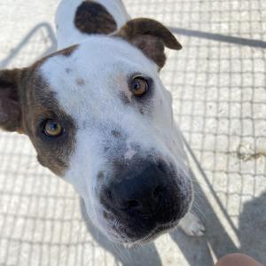 Pippi, American Staffordshire Terrier, young, available for adoption