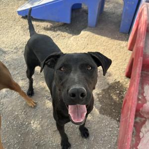 Freddie, Great Dane, young, available for adoption