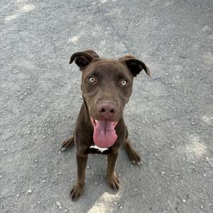 a brown dog with its tongue out, sitting on a gravel surface