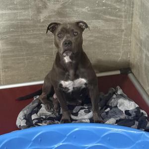 Nessie, American Staffordshire Terrier, adult, available for adoption