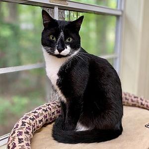 Tater, adult, available for adoption
