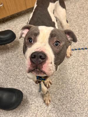 Costello, Mixed Breed, adult, available for adoption