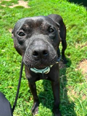 Da Vinci, Mixed Breed, adult, available for adoption