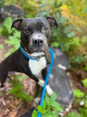 Beedrill, Mixed Breed, adult, available for adoption