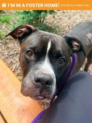 Calhan (48236131), Mixed Breed and Pit Bull Terrier, senior, available for adoption