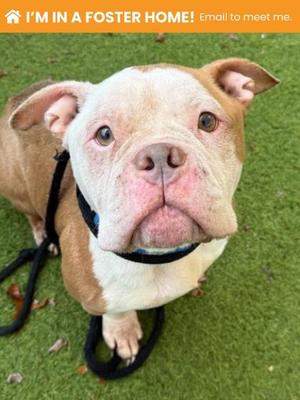 Carnitas, Mixed Breed, adult, available for adoption