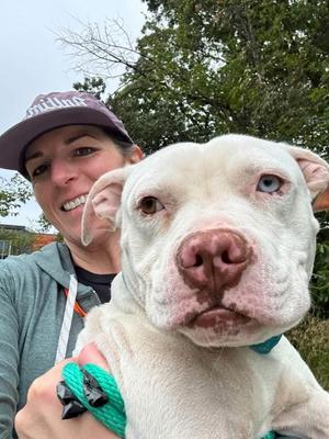 Cabaret, Mixed Breed, young, available for adoption