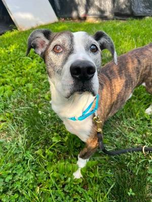 Frankfurter (61225927), Mixed Breed, senior, available for adoption
