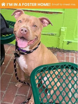 Belladonna, Mixed Breed, adult, available for adoption