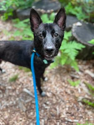 Davie, Mixed Breed, young, available for adoption