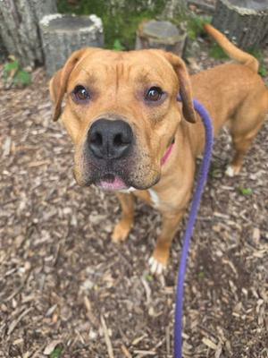 A brown dog with a pink collar and a purple leash, standing on a mulch-covered ground.