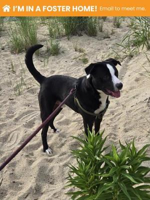 Barkley Barksdale Jr, Mixed Breed, young, available for adoption