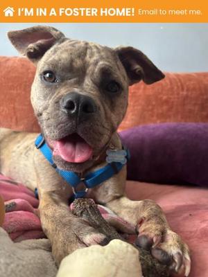 Buc-ee 4 (60709229), Mixed Breed, young, available for adoption