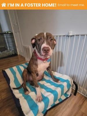Baloo, Mixed Breed, young, available for adoption