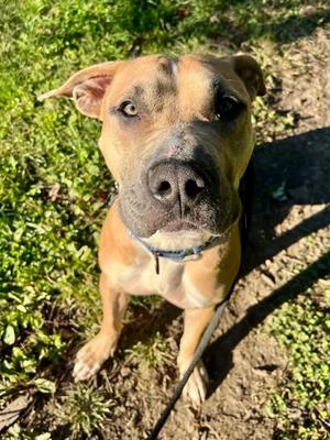 Bruiser, Mixed Breed, adult, available for adoption