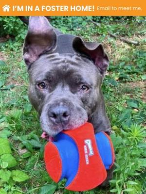 Chevy, Mixed Breed, adult, available for adoption