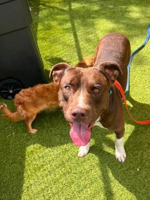 Duce, Mixed Breed, adult, available for adoption