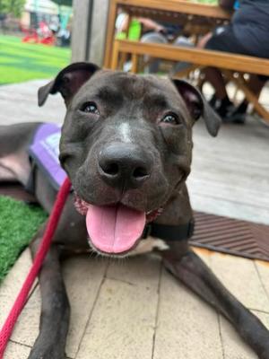 Acana, Mixed Breed, adult, available for adoption