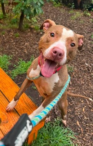 Cherry, Mixed Breed, adult, available for adoption