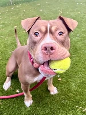 Bean Pie, Mixed Breed, senior, available for adoption