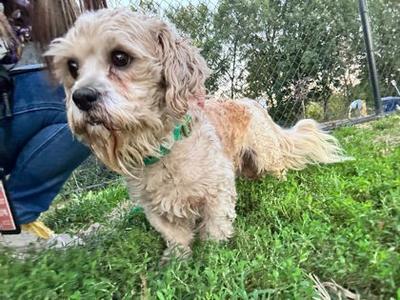 Bear, Shih Tzu Mix, adult, available for adoption