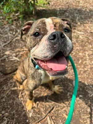Endora (61474453), Mixed Breed, adult, available for adoption