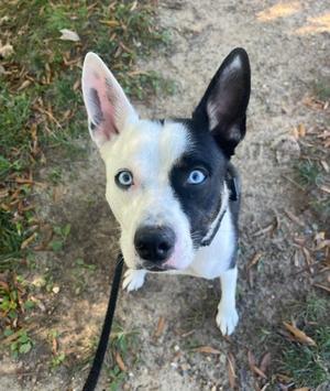 Banshee, Mixed Breed, adult, available for adoption