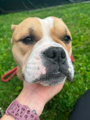 Banana Bread Baddie, Mixed Breed, adult, available for adoption