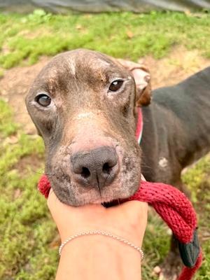 Barnacle Boy (61901330), Mixed Breed, young, available for adoption