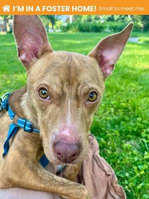 Dobby, Mixed Breed, young, available for adoption