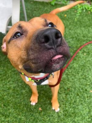Apple Strudel, Mixed Breed, young, available for adoption