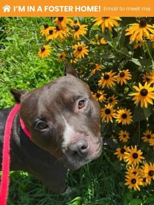 Banyan, Mixed Breed, adult, available for adoption