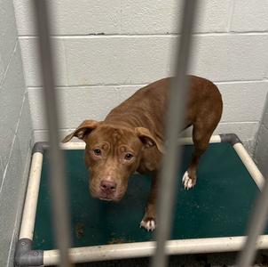 Cosmic Owl 4, Mixed Breed, adult, available for adoption