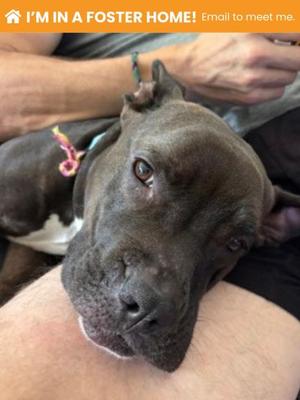 Bella Boop (51766457), Mixed Breed, adult, available for adoption