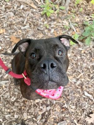 Aria, Mixed Breed, senior, available for adoption