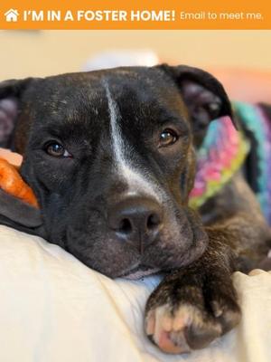 Booderee 3 (Miss B (61628858), Mixed Breed, adult, available for adoption